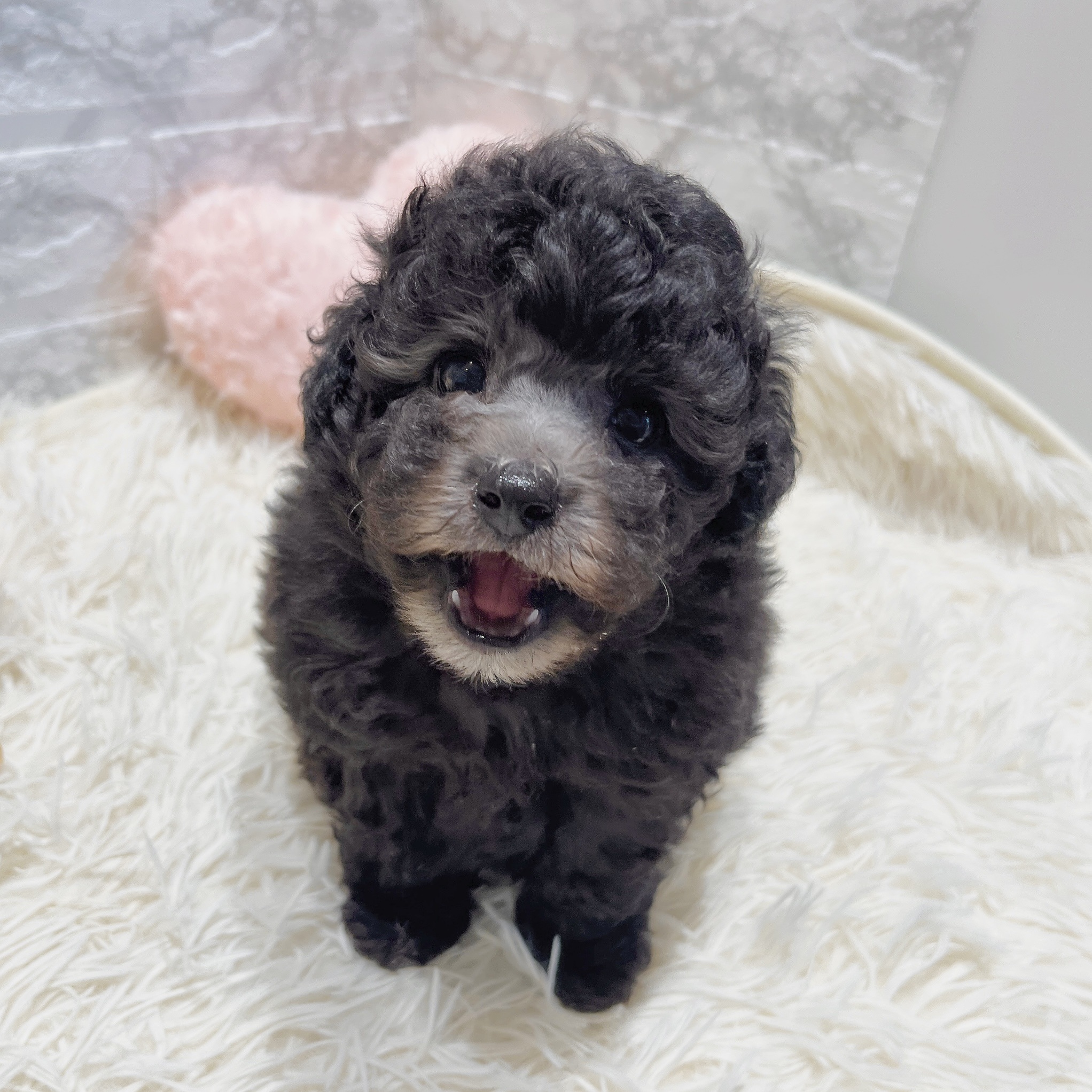 愛知県のトイプードル(トイ) (犬の家＆猫の里MiO香久山店/2025年6月3日生まれ/男の子/シルバー)の子犬の3枚目の画像