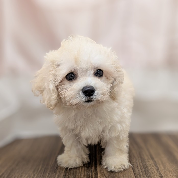 兵庫県のマルプー(マルチーズ×プードル) (犬の家＆猫の里カナート西神戸店/2025年6月2日生まれ/男の子/クリーム)の子犬の1枚目の画像