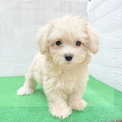 三重県のマルプー(マルチーズ×プードル) (犬の家＆猫の里三重桑名店/2025年6月2日生まれ/女の子/クリーム)の子犬の3枚目の画像