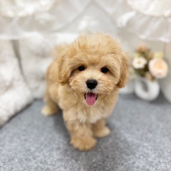 岐阜県のマルプー(マルチーズ×プードル) (犬の家＆猫の里カラフルタウン岐阜店/2025年6月2日生まれ/男の子/アプリコット)の子犬の3枚目の画像