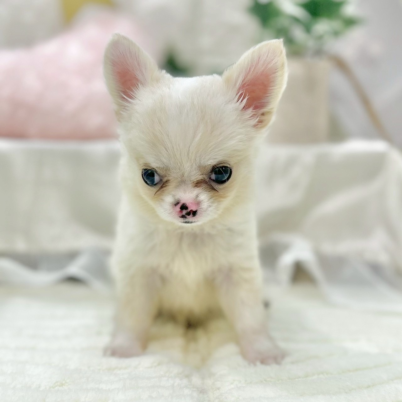 岡山県のチワワ(ロング) (犬の家＆猫の里倉敷店/2025年6月3日生まれ/男の子/クリームホワイト)の子犬の3枚目の画像