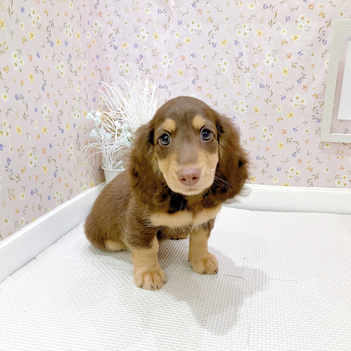 石川県のミニチュアダックスフンド(ロング) (犬の家＆猫の里金沢店/2025年6月4日生まれ/女の子/ブラウンタン)の子犬の3枚目の画像