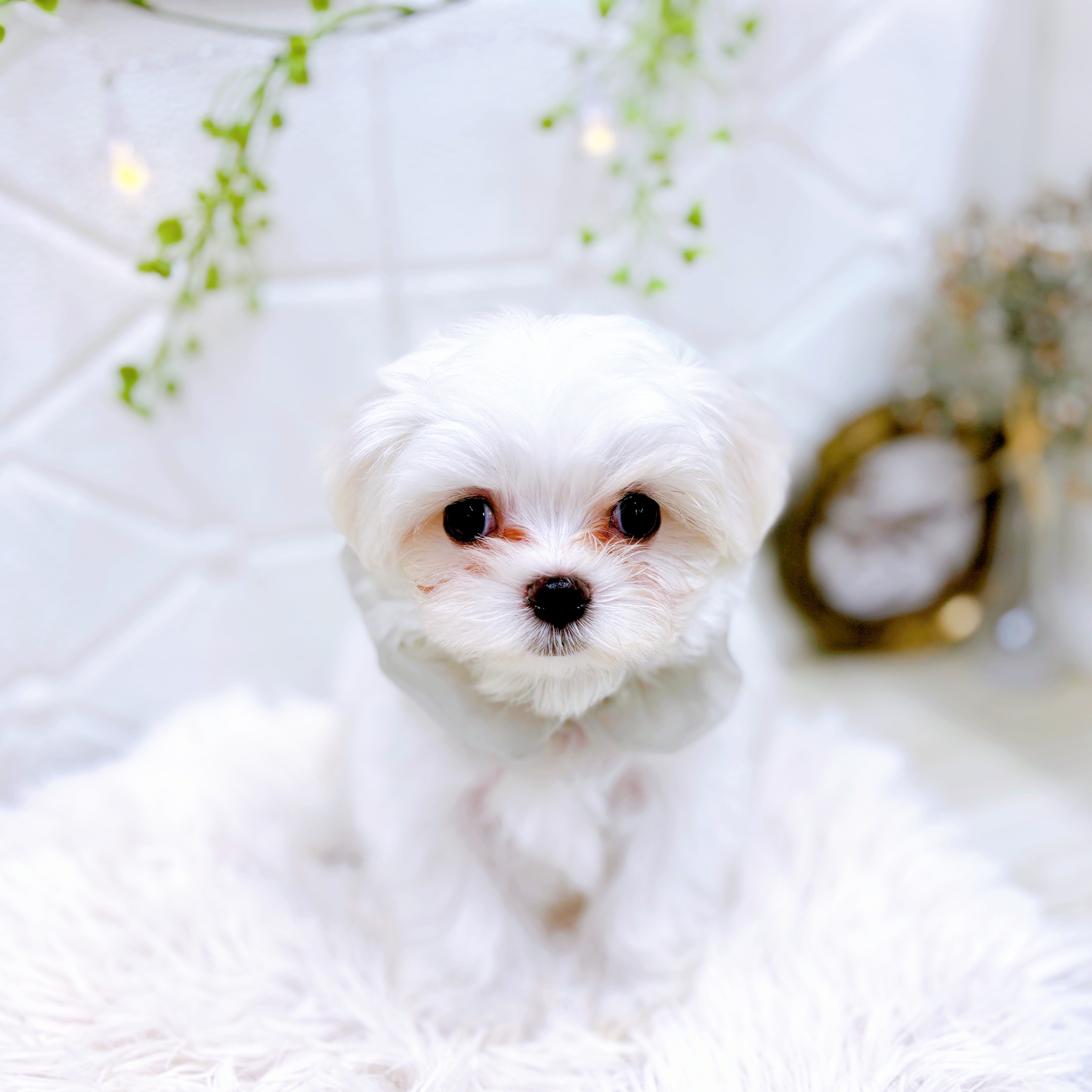 福井県のマルチーズ (犬の家＆猫の里アミーゴ福井店/2025年6月4日生まれ/男の子/ホワイト)の子犬の1枚目の画像