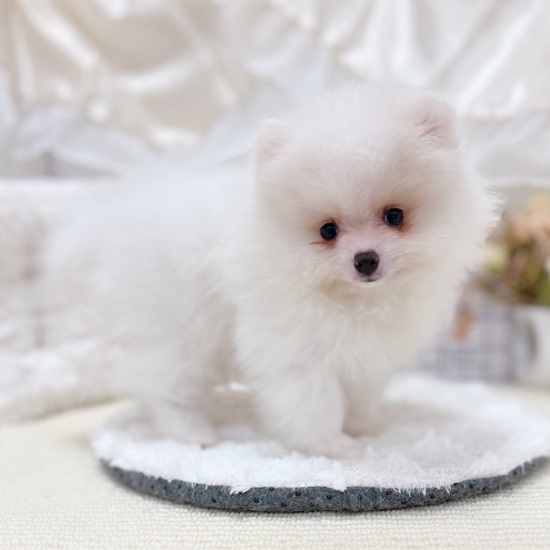 岐阜県のポメラニアン (犬の家＆猫の里カラフルタウン岐阜店/2025年6月3日生まれ/男の子/ホワイト)の子犬の3枚目の画像