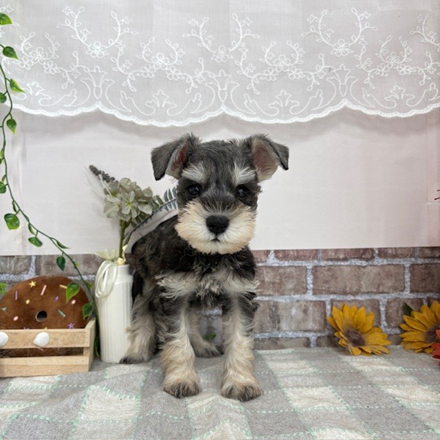 愛知県のミニチュアシュナウザー (犬の家＆猫の里碧南店/2025年6月3日生まれ/男の子/ソルトペッパー)の子犬の3枚目の画像