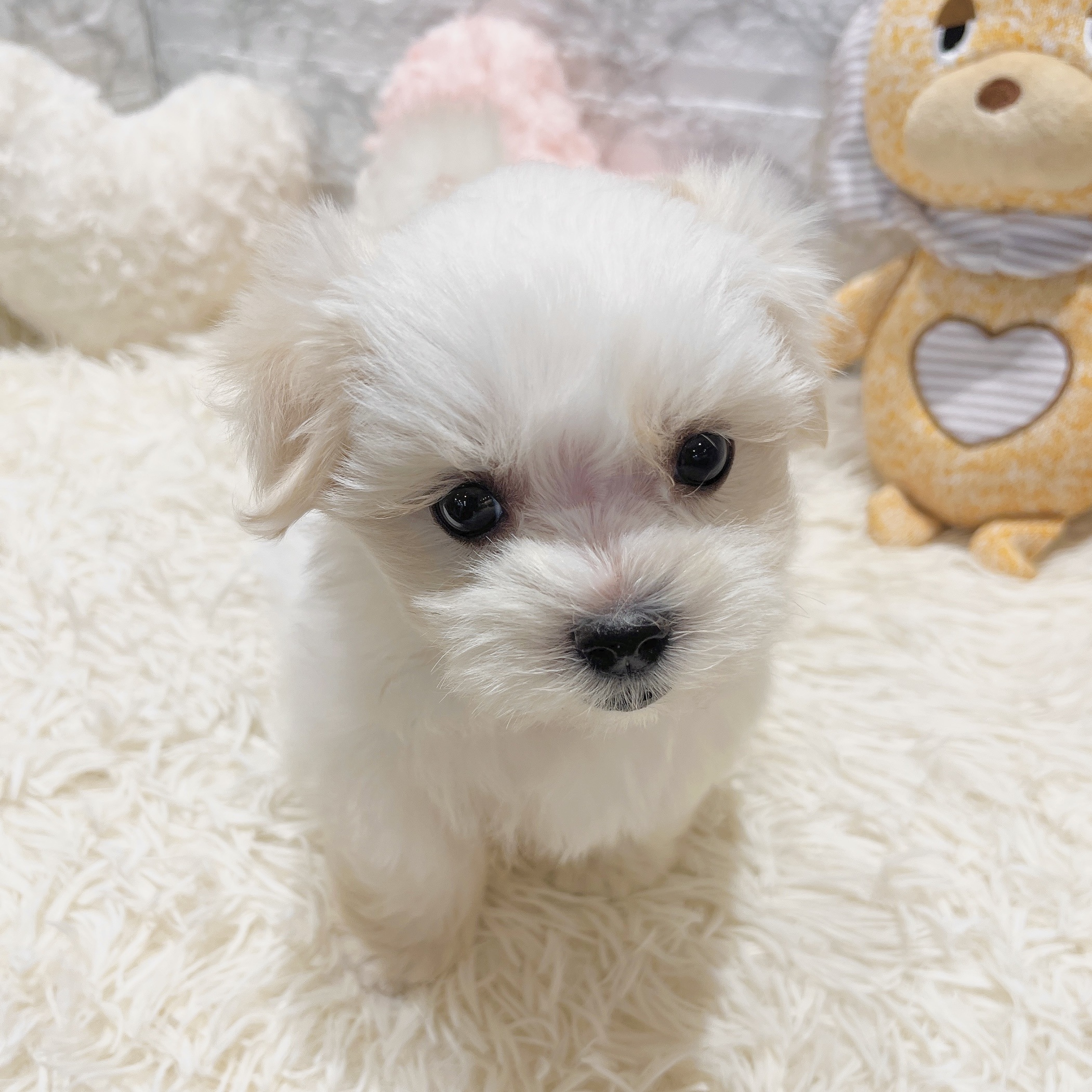 愛知県のマルチーズ (犬の家＆猫の里MiO香久山店/2025年6月2日生まれ/女の子/ホワイト)の子犬の3枚目の画像