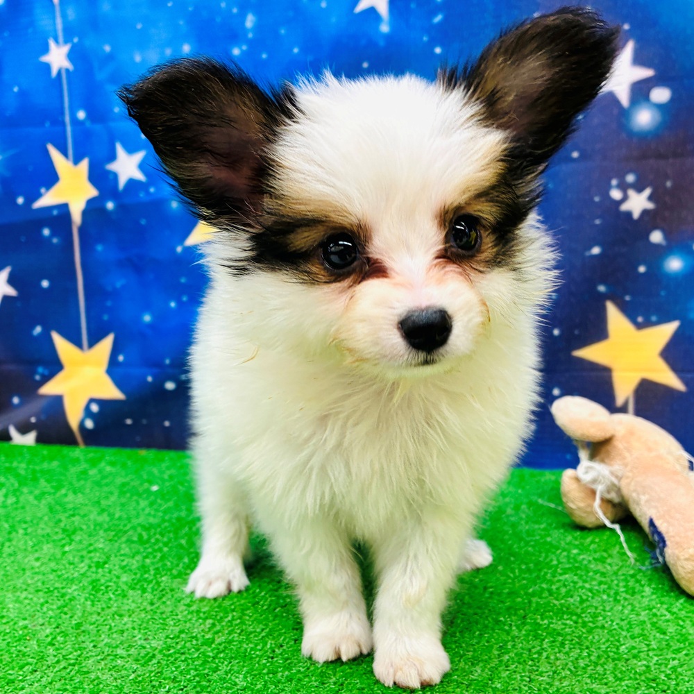 愛知県のパピヨン (犬の家＆猫の里名古屋天白店/2025年6月1日生まれ/男の子/ホワイトブラウン)の子犬の3枚目の画像
