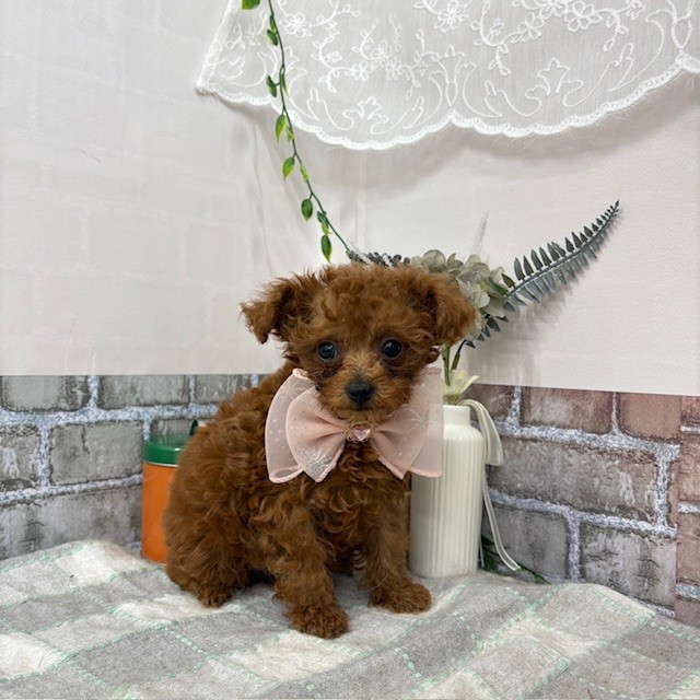 愛知県のタイニープードル (犬の家＆猫の里碧南店/2025年5月28日生まれ/女の子/レッド)の子犬の1枚目の画像