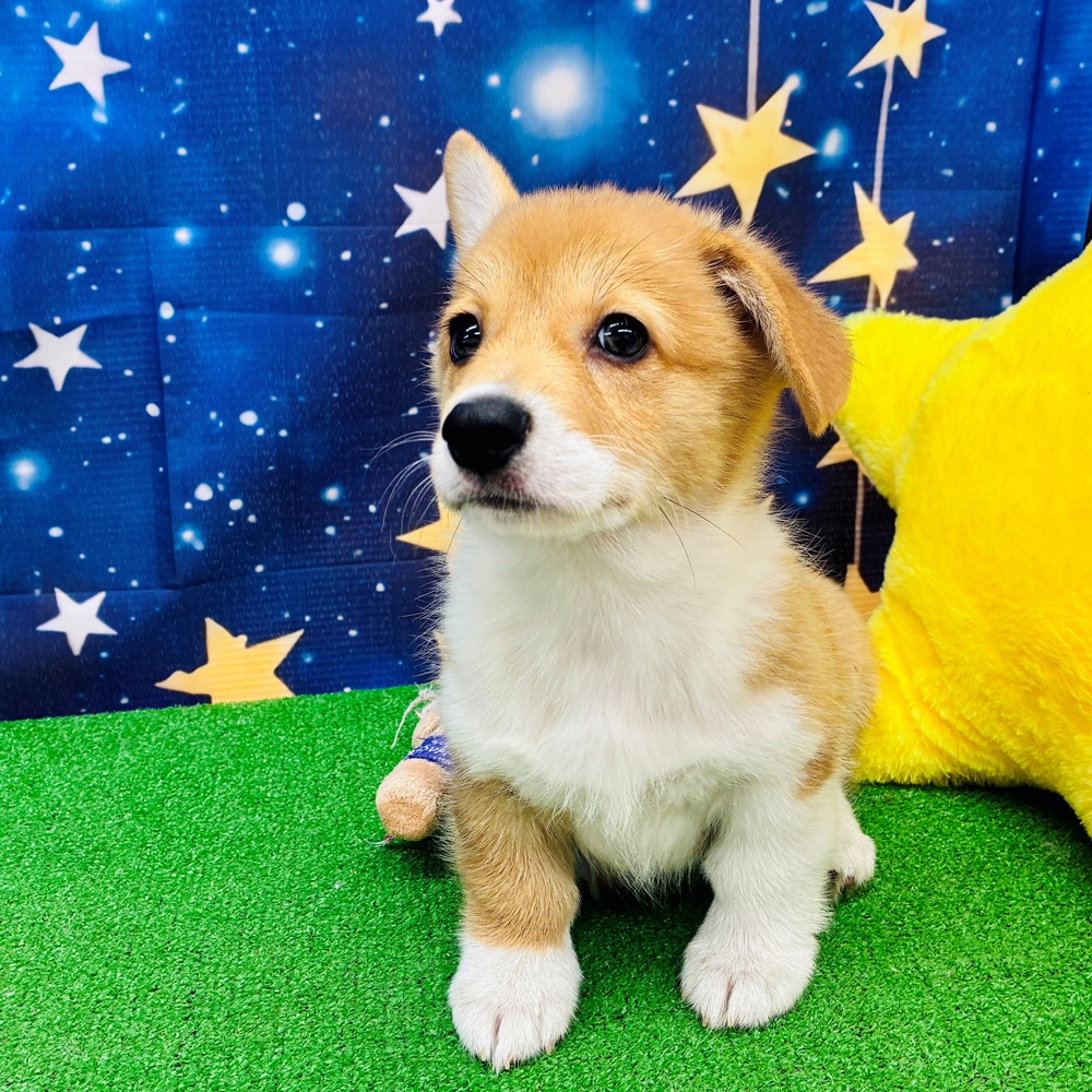愛知県のウェルシュコーギーペンブローク (犬の家＆猫の里名古屋天白店/2025年6月4日生まれ/女の子/セーブルホワイト)の子犬の3枚目の画像