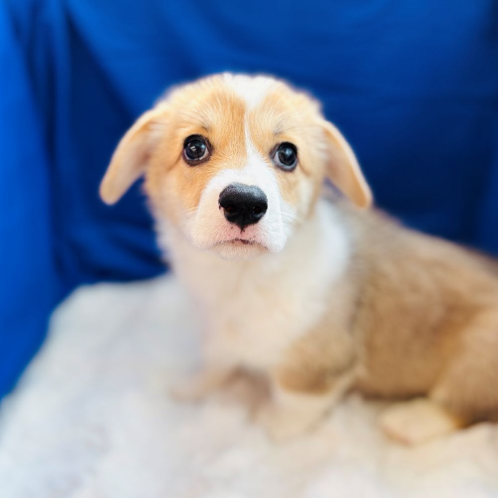 愛知県のウェルシュコーギーペンブローク (犬の家＆猫の里愛知刈谷店/2025年6月4日生まれ/男の子/セーブルホワイト)の子犬の3枚目の画像