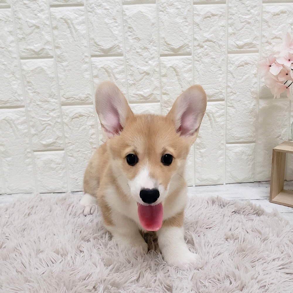岡山県のウェルシュコーギーペンブローク (犬の家＆猫の里岡山店/2025年6月4日生まれ/男の子/セーブルホワイト)の子犬の3枚目の画像