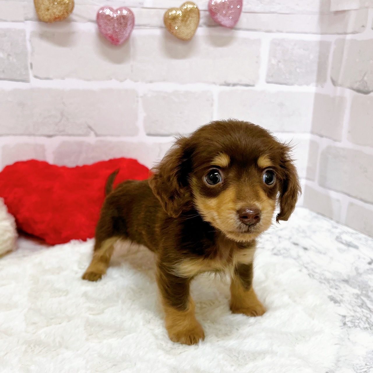京都府のミニチュアダックスフンド(ロング) (犬の家＆猫の里京都精華店/2025年6月4日生まれ/女の子/チョコレートタン)の子犬の3枚目の画像