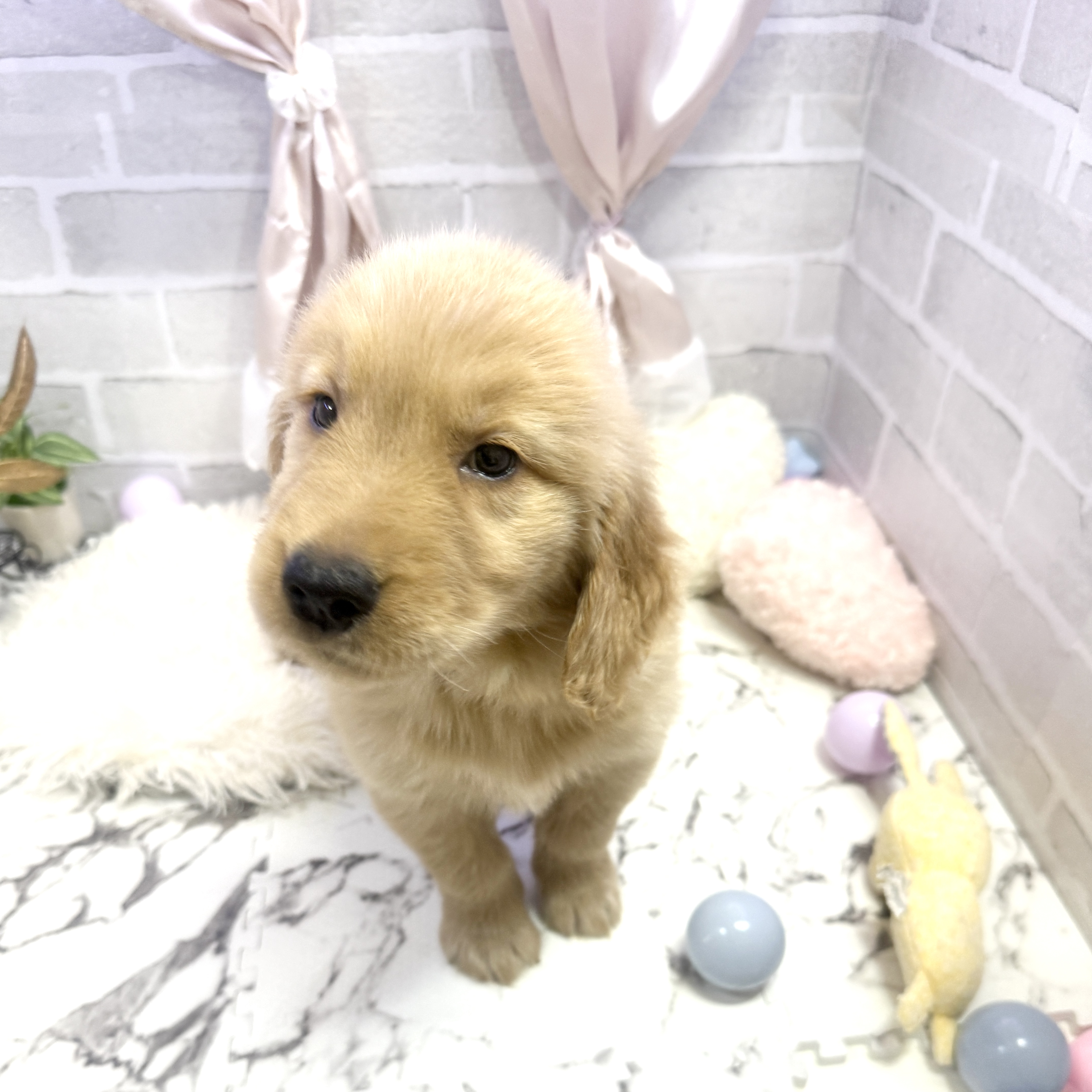 愛知県のゴールデンレトリバー (犬の家＆猫の里岡崎店/2025年6月3日生まれ/男の子/ゴールデン)の子犬の3枚目の画像