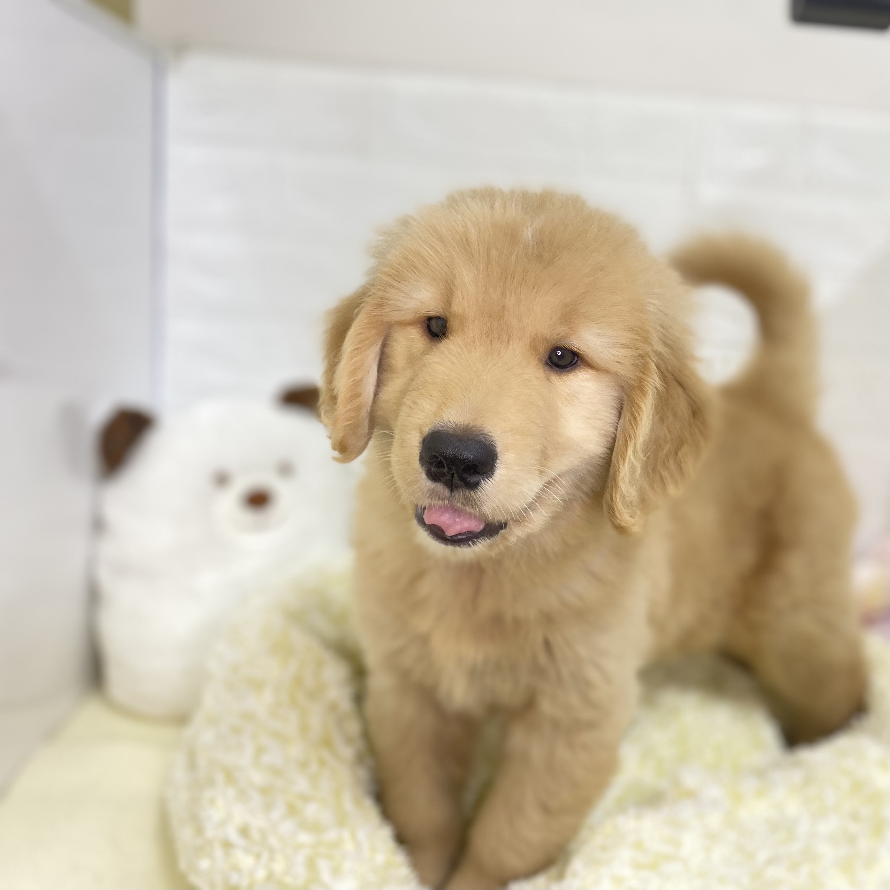 長野県のゴールデンレトリバー (犬の家＆猫の里長野店/2025年6月3日生まれ/男の子/ゴールデン)の子犬の3枚目の画像