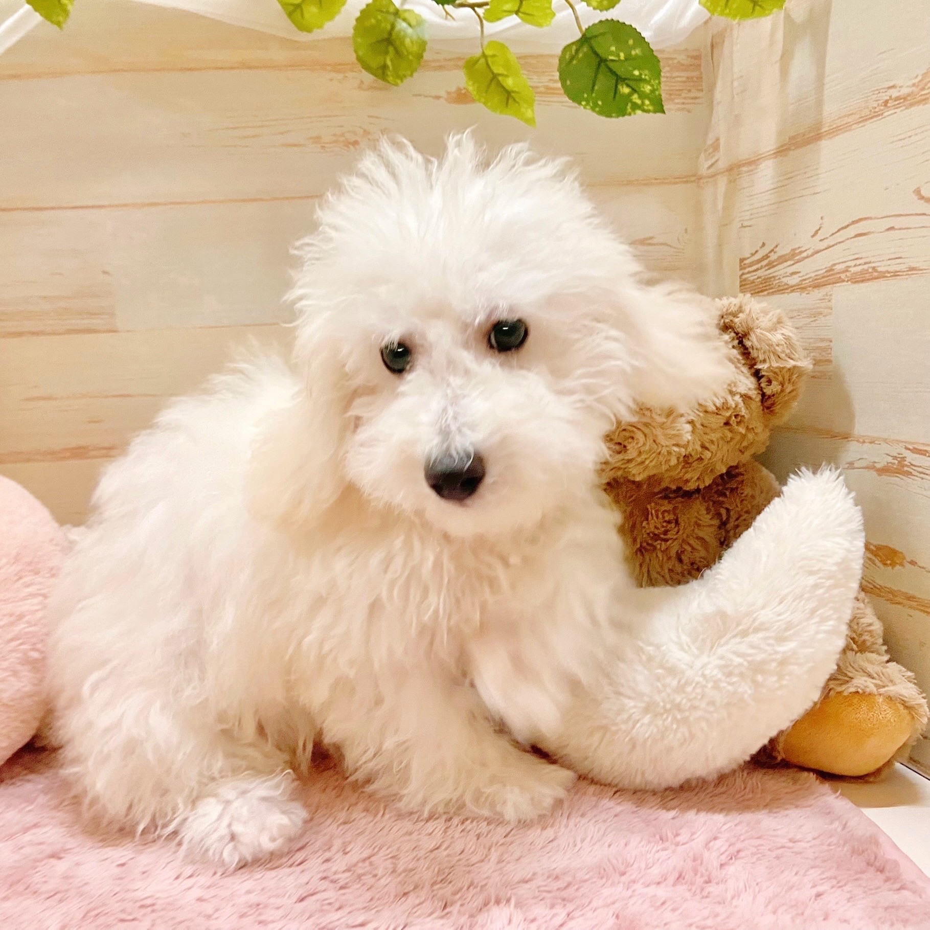 兵庫県のビションプー(ビションフリーゼ×プードル) (犬の家＆猫の里神戸店/2025年6月4日生まれ/男の子/ホワイト)の子犬の3枚目の画像
