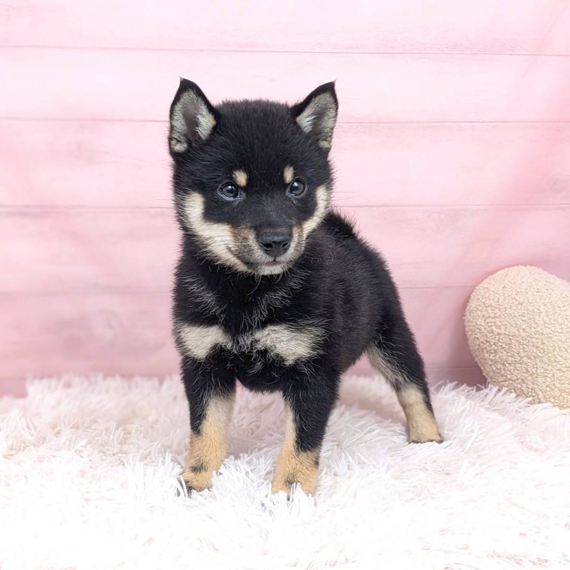 兵庫県の豆柴 (犬の家＆猫の里川西店/2025年6月5日生まれ/女の子/黒)の子犬の3枚目の画像