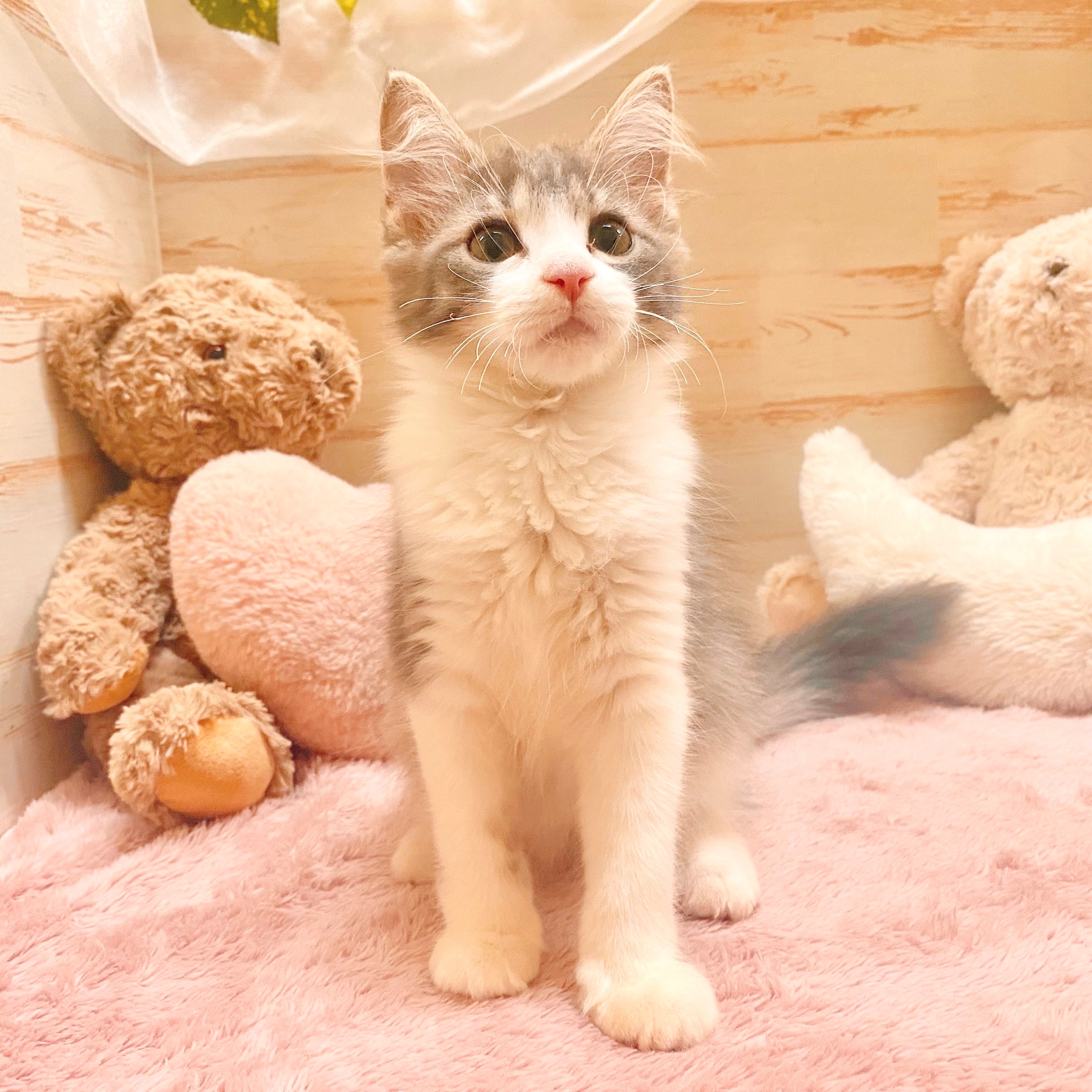 兵庫県のノルウェージャンフォレストキャット (犬の家＆猫の里神戸店/2025年6月5日生まれ/女の子/ブルータビーホワイト)の子猫の3枚目の画像