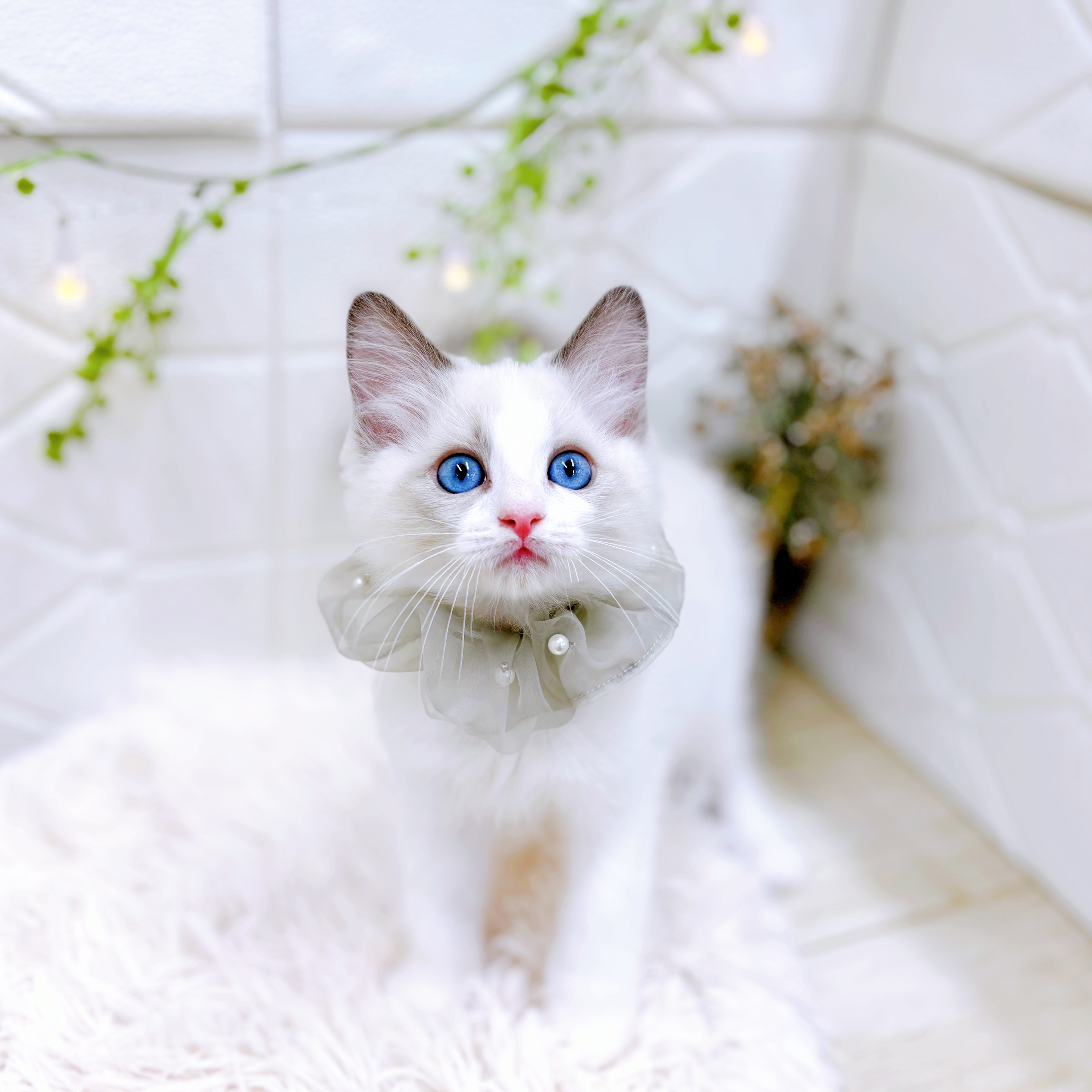 福井県のラグドール (犬の家＆猫の里アミーゴ福井店/2025年5月27日生まれ/男の子/ブルーポイントバイカラー)の子猫の3枚目の画像