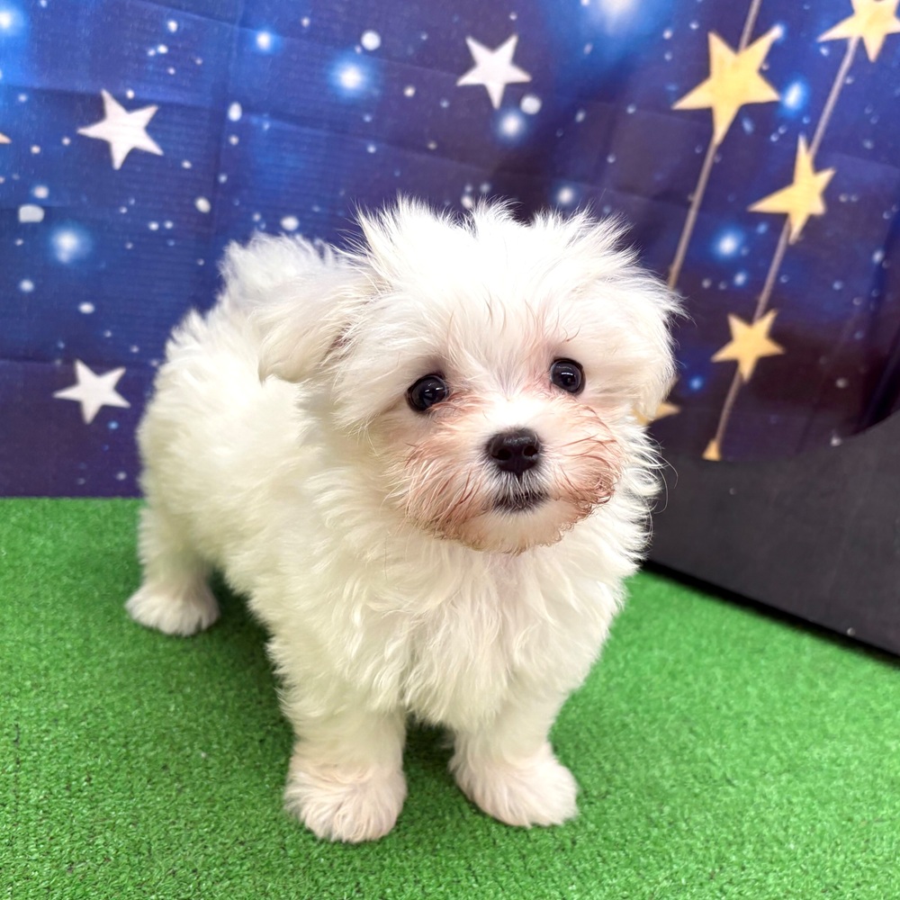 愛知県のマルチーズ (犬の家＆猫の里名古屋天白店/2025年6月5日生まれ/男の子/ホワイト)の子犬の3枚目の画像