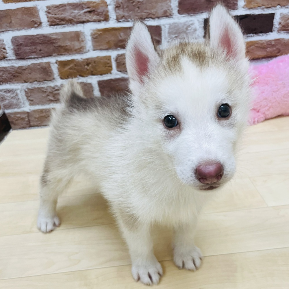 愛知県のシベリアンハスキー (犬の家＆猫の里七宝店/2025年6月7日生まれ/女の子/レッドホワイト)の子犬の1枚目の画像