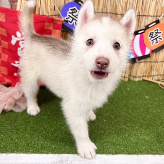 神奈川県のシベリアンハスキー (犬の家＆猫の里小田原店/2025年6月7日生まれ/女の子/レッドホワイト)の子犬の3枚目の画像