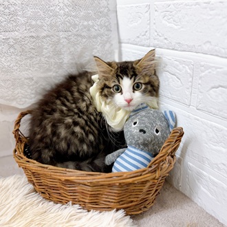滋賀県のノルウェージャンフォレストキャット (犬の家&猫の里長浜店/2025年5月2日生まれ/男の子/ブラウンタビーホワイト)の子猫