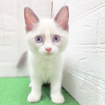 三重県のラグドール (犬の家＆猫の里三重桑名店/2025年5月21日生まれ/男の子/ブルーポイントバイカラー)の子猫の3枚目の画像