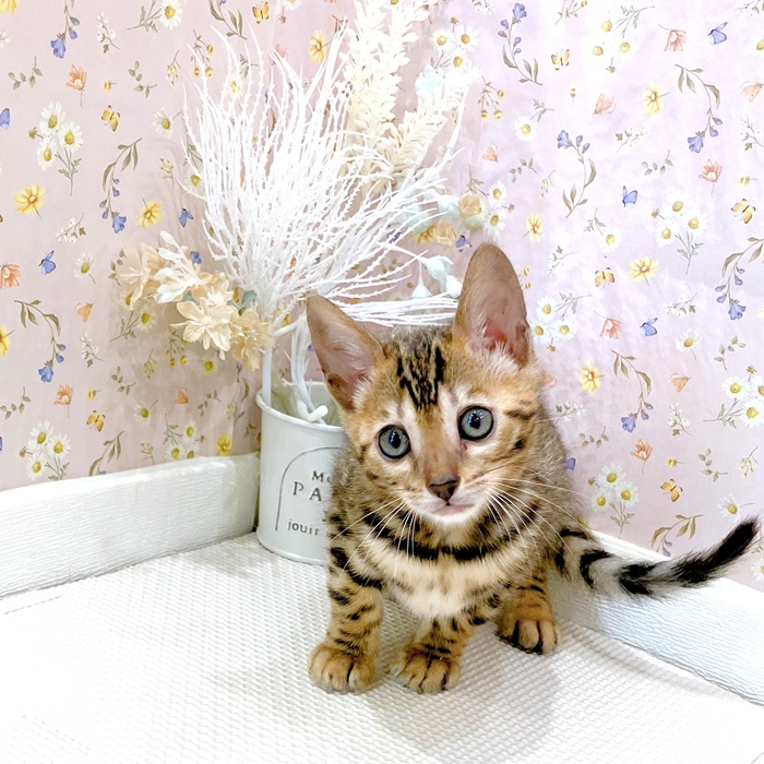 石川県のベンガル (犬の家＆猫の里金沢店/2025年6月6日生まれ/女の子/ブラウンスポットタビー)の子猫の3枚目の画像