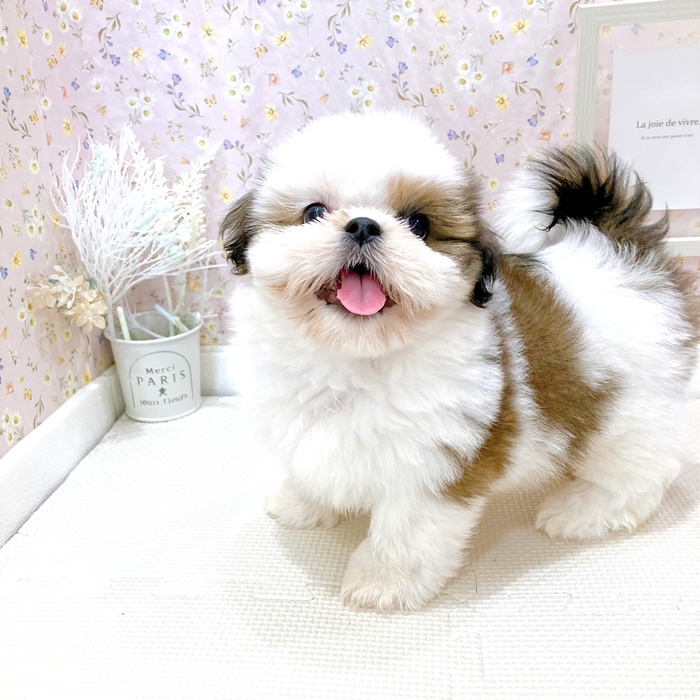 石川県のシーズー (犬の家＆猫の里金沢店/2025年6月6日生まれ/女の子/ゴールドホワイト)の子犬の3枚目の画像