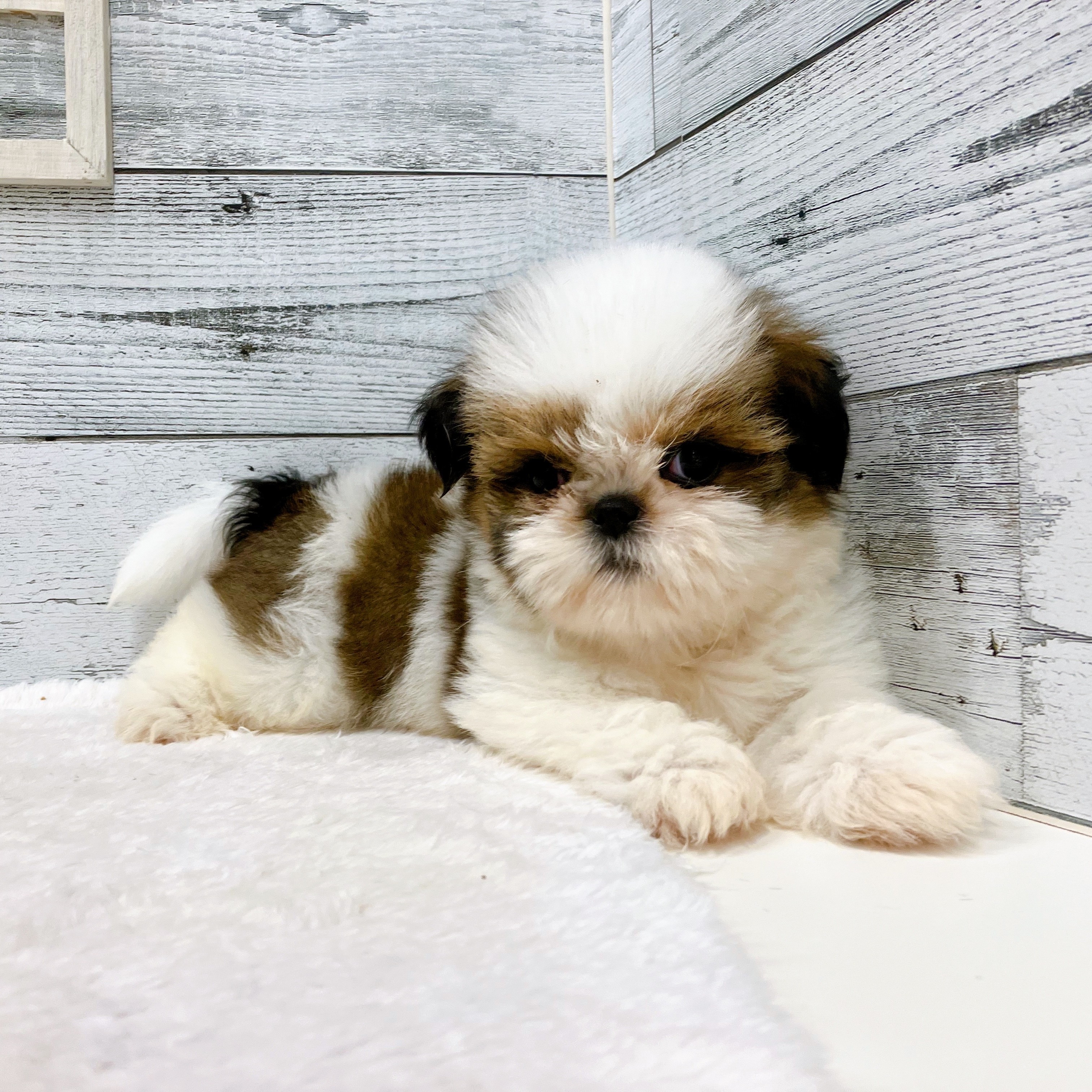 石川県のシーズー (犬の家＆猫の里アミーゴ金沢おこばた店/2025年6月6日生まれ/女の子/ゴールドホワイト)の子犬の3枚目の画像