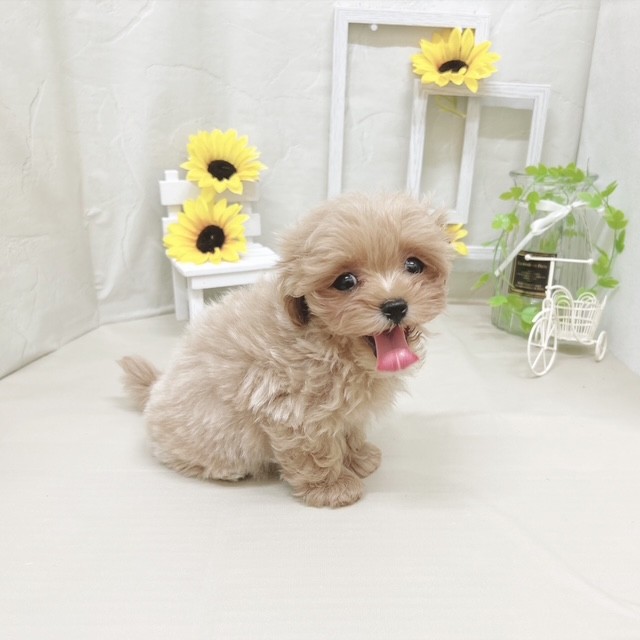 静岡県のマルプー(マルチーズ×プードル) (犬の家＆猫の里藤枝店/2025年6月3日生まれ/男の子/アプリコット)の子犬の3枚目の画像