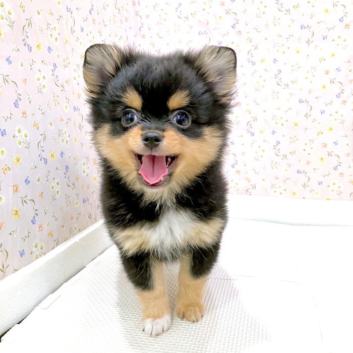 石川県のポメチワ/チワポメ/ポメチー(ポメラニアン×チワワ) (犬の家＆猫の里金沢店/2025年6月3日生まれ/男の子/ブラックタン)の子犬の3枚目の画像