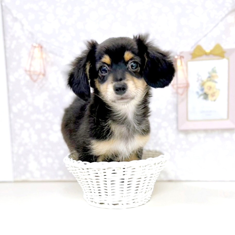 富山県のチワックス(チワワ×ダックス) (犬の家＆猫の里アミーゴ高岡蓮花寺店/2025年6月7日生まれ/男の子/ブラックタン)の子犬の3枚目の画像