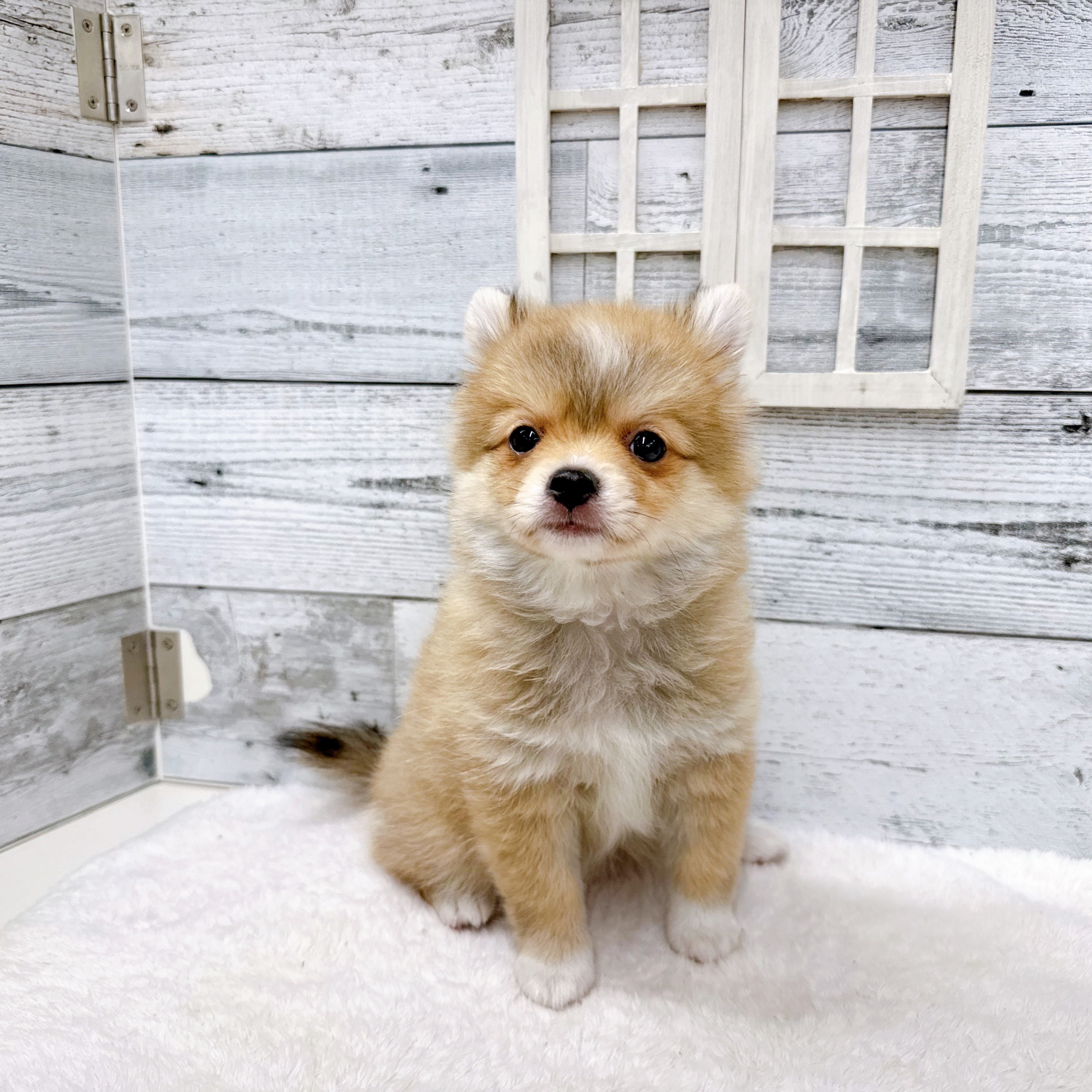 石川県のポメチワ/チワポメ/ポメチー(ポメラニアン×チワワ) (犬の家＆猫の里アミーゴ金沢おこばた店/2025年6月8日生まれ/女の子/オレンジホワイト)の子犬の3枚目の画像