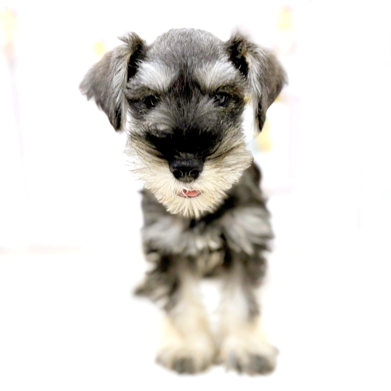 富山県のミニチュアシュナウザー (犬の家＆猫の里アミーゴ高岡蓮花寺店/2025年6月5日生まれ/男の子/ソルトペッパー)の子犬の3枚目の画像