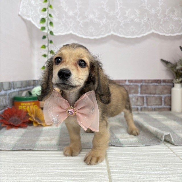 愛知県のミニチュアダックスフンド(ロング) (犬の家＆猫の里碧南店/2025年6月5日生まれ/女の子/シェーデットイエロー)の子犬の3枚目の画像