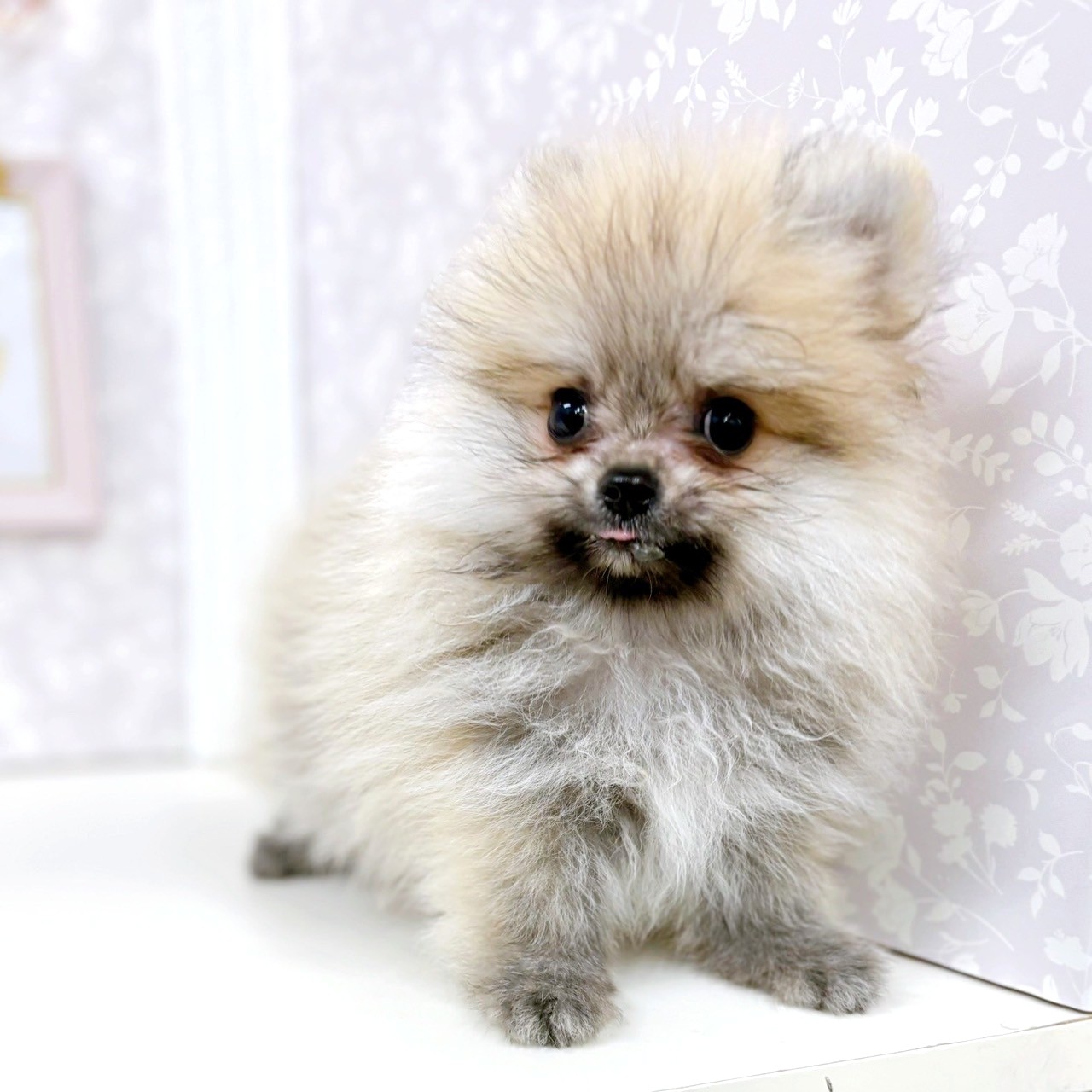 富山県のポメラニアン (犬の家＆猫の里アミーゴ高岡蓮花寺店/2025年6月6日生まれ/男の子/ウルフセーブル)の子犬の3枚目の画像