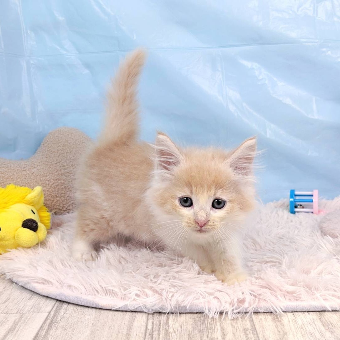 兵庫県のノルウェージャンフォレストキャット (犬の家＆猫の里川西店/2025年6月5日生まれ/男の子/クリームホワイト)の子猫の3枚目の画像