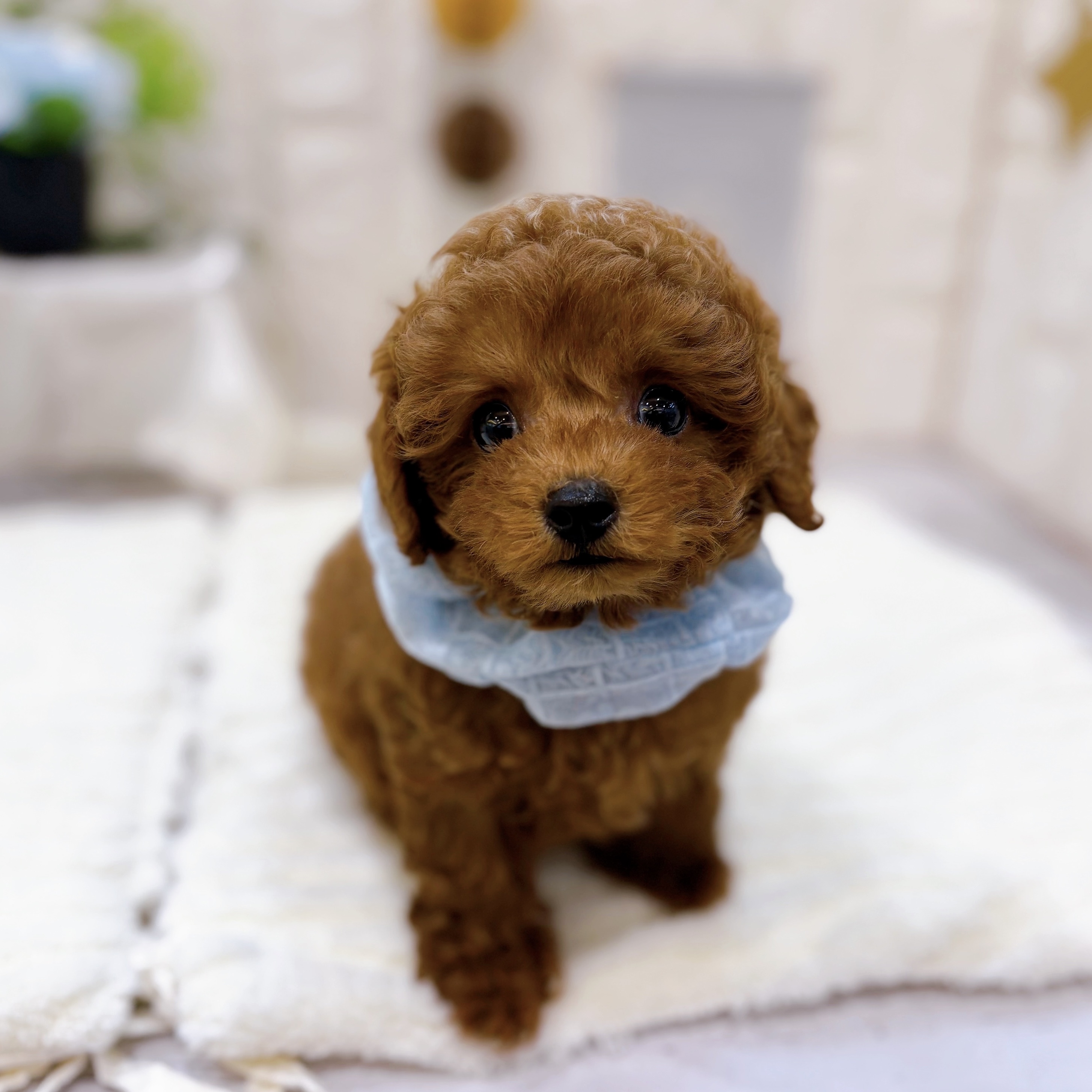 岡山県のトイプードル(トイ) (犬の家＆猫の里倉敷店/2025年6月5日生まれ/男の子/レッド)の子犬の1枚目の画像