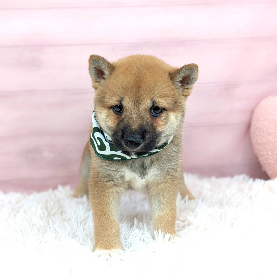 兵庫県の柴犬(標準サイズ) (犬の家＆猫の里川西店/2025年6月8日生まれ/女の子/赤)の子犬の3枚目の画像