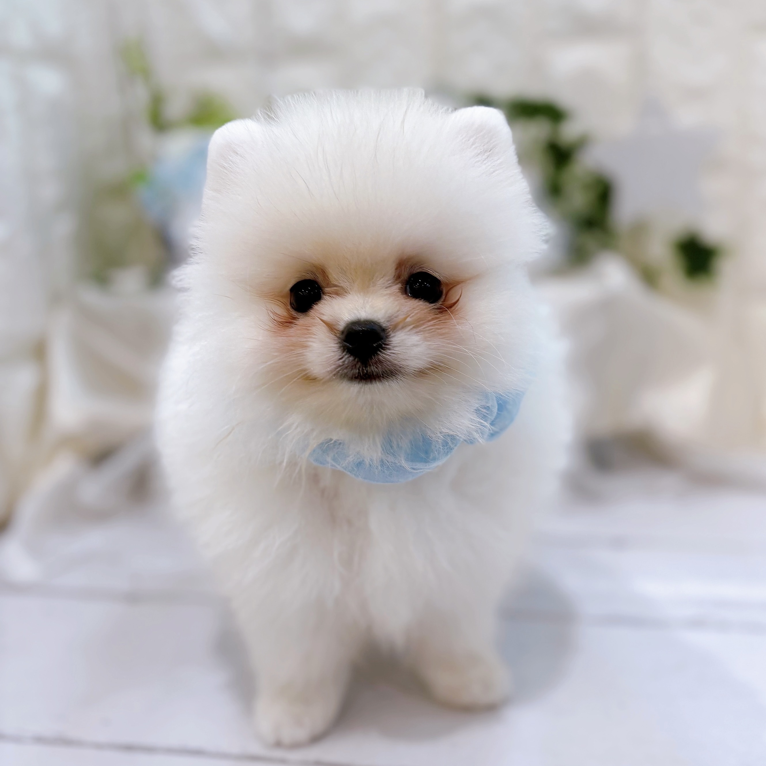 岡山県のポメラニアン (犬の家＆猫の里倉敷店/2025年6月4日生まれ/男の子/ホワイト)の子犬の3枚目の画像