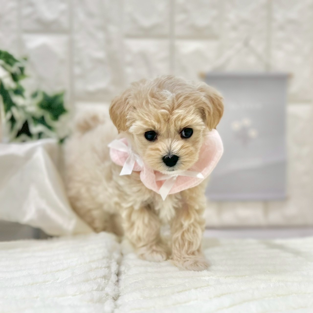 岡山県のマルプー(マルチーズ×プードル) (犬の家＆猫の里倉敷店/2025年6月2日生まれ/女の子/クリーム)の子犬の3枚目の画像