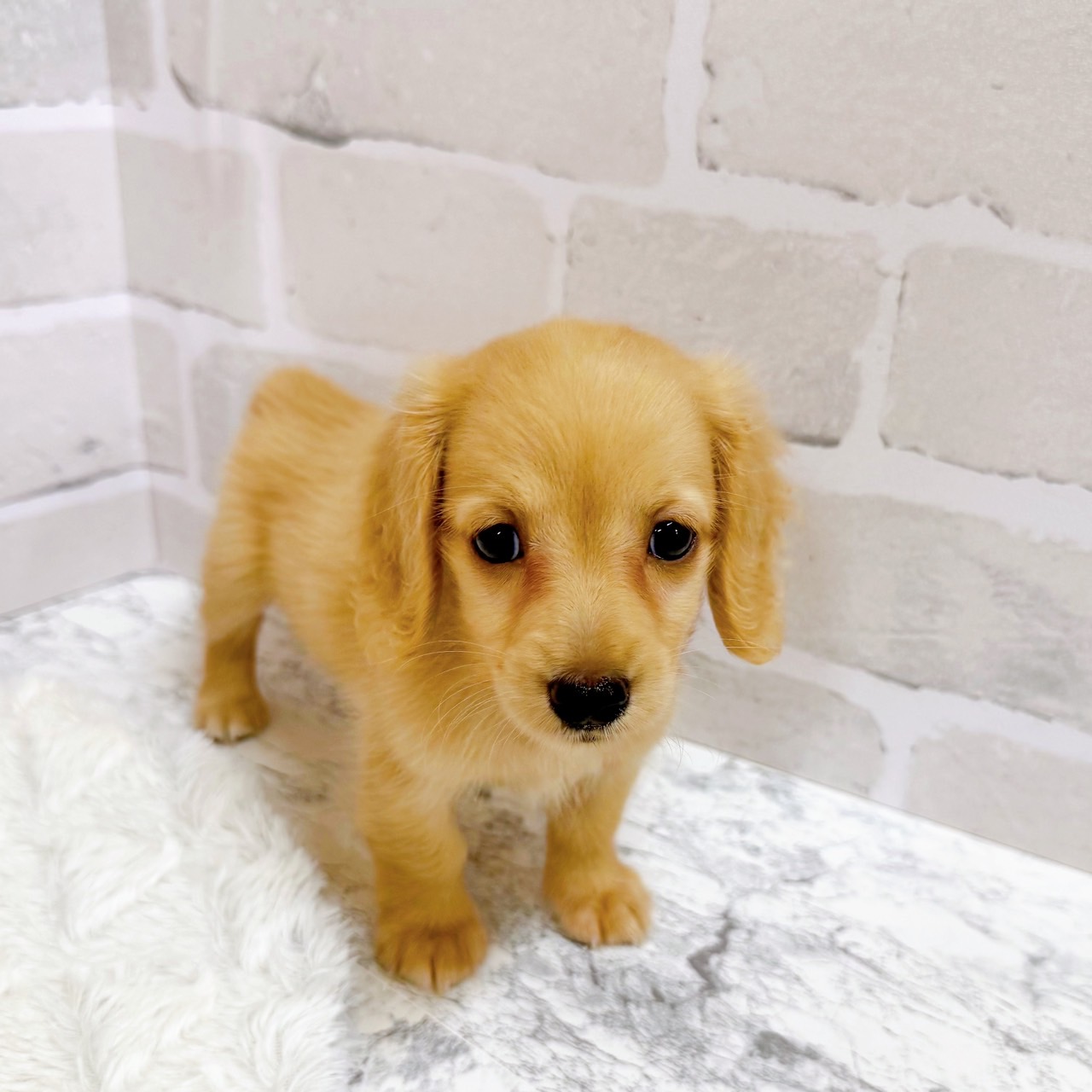 京都府のミニチュアダックスフンド(ロング) (犬の家＆猫の里京都精華店/2025年6月7日生まれ/女の子/イエロー)の子犬の3枚目の画像