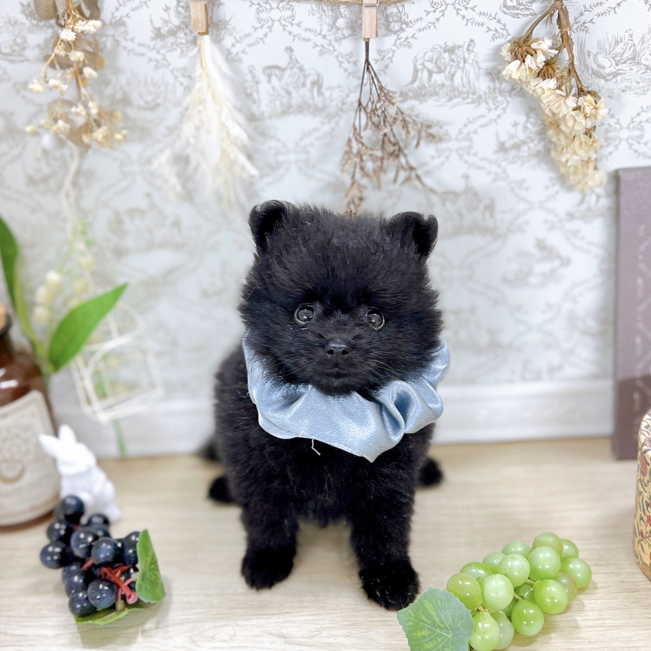 福井県のポメラニアン (犬の家＆猫の里アミーゴ福井大和田店/2025年6月7日生まれ/男の子/ブラック)の子犬の3枚目の画像