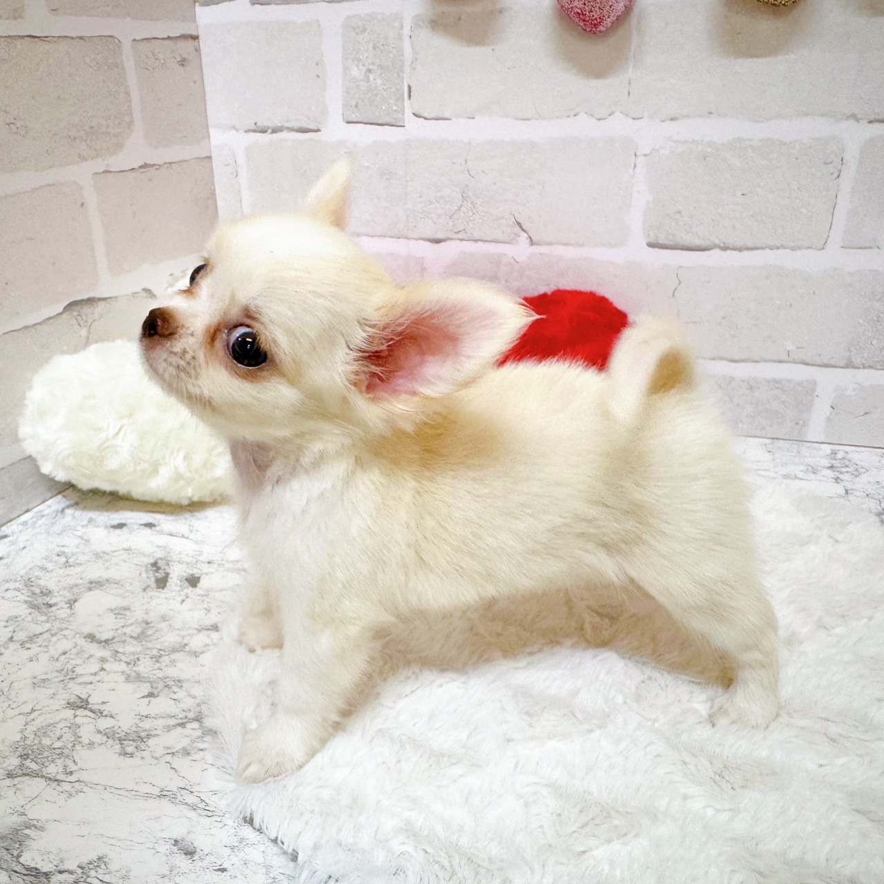 京都府のチワワ(ロング) (犬の家＆猫の里京都精華店/2025年6月7日生まれ/女の子/クリーム)の子犬の3枚目の画像