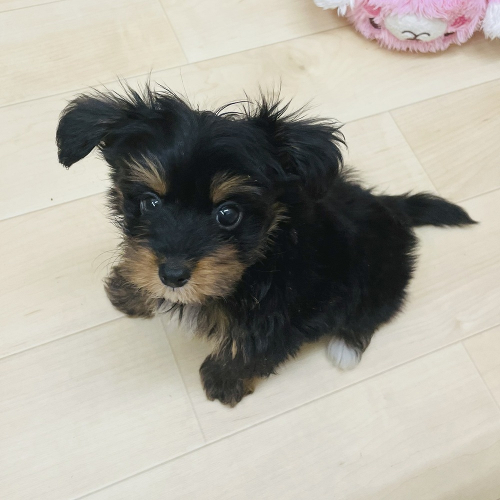 愛知県のパピプー(パピヨン×プードル) (犬の家＆猫の里七宝店/2025年6月6日生まれ/男の子/ブラックレッド)の子犬の3枚目の画像
