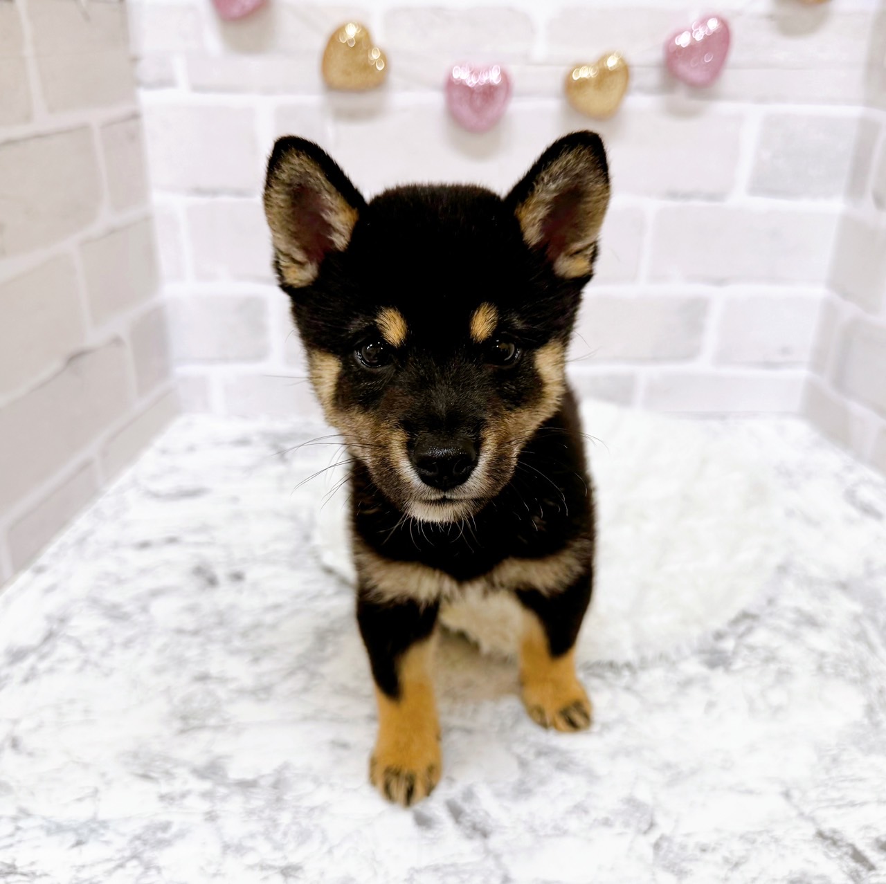 京都府の豆柴 (犬の家＆猫の里京都精華店/2025年6月7日生まれ/男の子/黒)の子犬の3枚目の画像