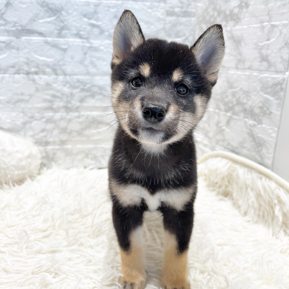 愛知県の豆柴 (犬の家＆猫の里MiO香久山店/2025年6月7日生まれ/女の子/黒)の子犬の3枚目の画像