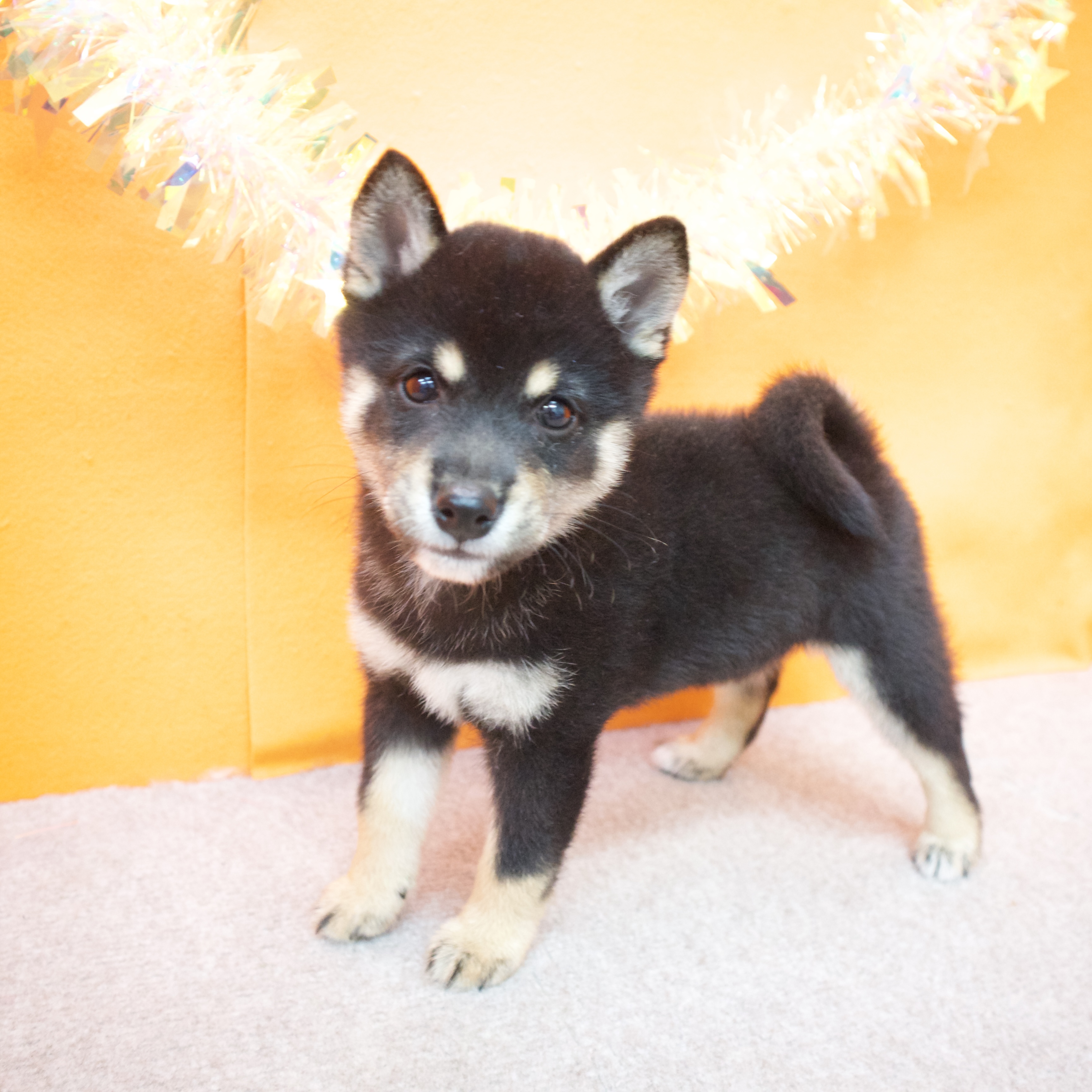 大阪府の豆柴 (犬の家＆猫の里吹田店/2025年6月7日生まれ/女の子/黒)の子犬の3枚目の画像