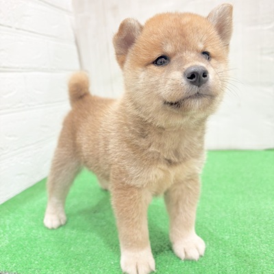 三重県の柴犬(標準サイズ) (犬の家＆猫の里三重桑名店/2025年6月10日生まれ/男の子/赤)の子犬の3枚目の画像
